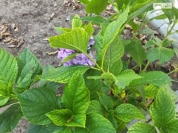 ������ 1-�� ����������� ������� ���� 12