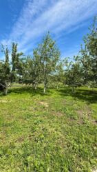 ��������� ������� ��������, ����������, ������� ���� 6