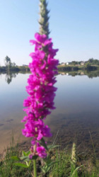 ��������� ������� �������, ����������, ������� ���� 8