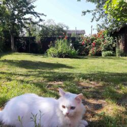 ��������� ������� �������, ����������, ������� ���� 9