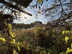 Продаж Дача Жавинка СТ Комунальник фото 9 Продаж Дача Жавинка СТ Комунальник фото 9