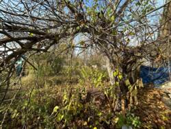 Продаж Дача Жавинка СТ Комунальник фото 10 Продаж Дача Жавинка СТ Комунальник фото 10