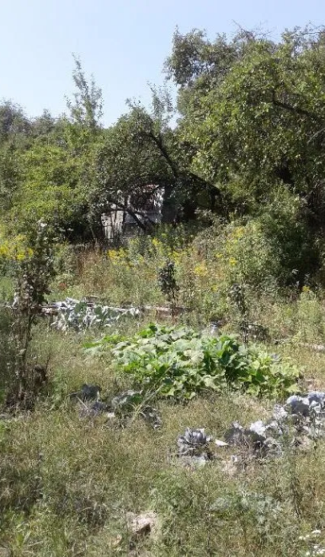 Продается дом Сумская, Сумы, Заречный, садовое товарищество 'Фрунзенец' фото 1 Продается дом Сумская, Сумы, Заречный, садовое товарищество 'Фрунзенец' фото 1