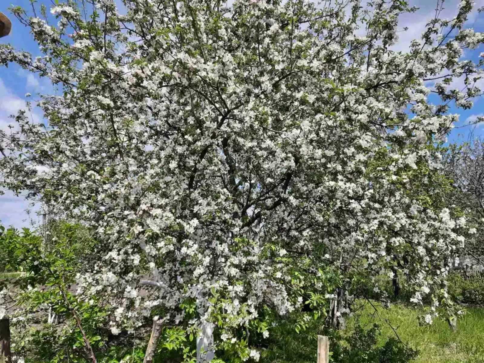 Продается дом Сумская, Сумы, Ковпаковский, Тополянська фото 1 Продается дом Сумская, Сумы, Ковпаковский, Тополянська фото 1