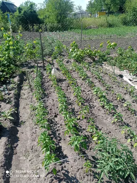 ��������� ��� �����, ����, �������, �������� ���� 1