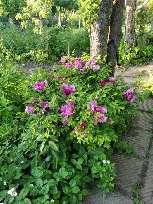 Продается дом Сумская, Сумы, Ковпаковский, р-н водоканалу фото 1 Продается дом Сумская, Сумы, Ковпаковский, р-н водоканалу фото 1