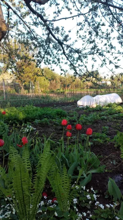 Продается дом Сумская, Сумы, Заречный, Хіммістечко фото 1 Продается дом Сумская, Сумы, Заречный, Хіммістечко фото 1