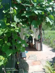 ��������� ��� �����, ����, �������, �������� ���� 7