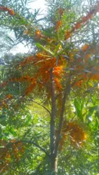 Продается дом Сумская, Роменский, Грышеное, с. Гаврилівка фото 13 Продается дом Сумская, Роменский, Грышеное, с. Гаврилівка фото 13