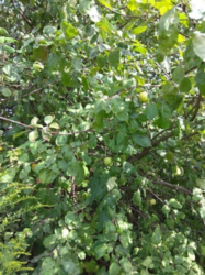 Продается дом Сумская, Сумы, Верхнее Песчаное фото 8 Продается дом Сумская, Сумы, Верхнее Песчаное фото 8