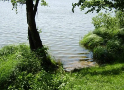 С. Писаревка, Сумская область, Сумской район, ветхий дом, 34 сотки фото 7 С. Писаревка, Сумская область, Сумской район, ветхий дом, 34 сотки фото 7