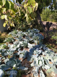 Продается дом Сумская, Сумы, Заречный, Белопольской фото 6 Продается дом Сумская, Сумы, Заречный, Белопольской фото 6