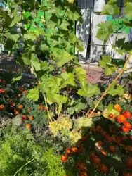 ��������� ��� �������, ����, ��������, �����, ��� ������ �/� ���-1 ���� 5