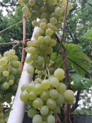 Продается дом Сумская, Сумский фото 6 Продается дом Сумская, Сумский фото 6