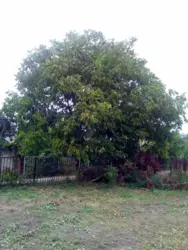 Дача на Олдиші фото 5 Дача на Олдиші фото 5