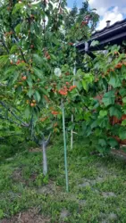 Продается дом Сумская, Сумы, Баранівка кооп. Озерний фото 5 Продается дом Сумская, Сумы, Баранівка кооп. Озерний фото 5