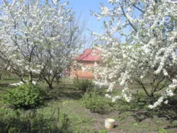 ��������� ��� ������, �������, ������� ���� 2