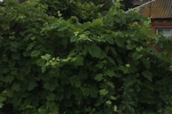 Продается дом Сумская, Сумский, Красное фото 8 Продается дом Сумская, Сумский, Красное фото 8