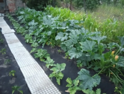 Продается дом Сумская, Сумы, Барановка фото 20 Продается дом Сумская, Сумы, Барановка фото 20