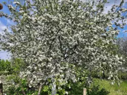 Дача на Тополі фото 8 Дача на Тополі фото 8