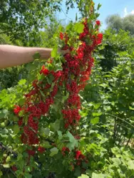 Продается дом Сумская, Сумы, Баранівка кооп. Озерний фото 14 Продается дом Сумская, Сумы, Баранівка кооп. Озерний фото 14