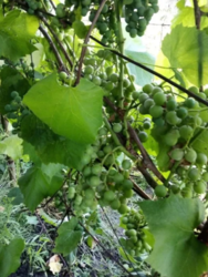 Продается дом Сумская, Сумы фото 3 Продается дом Сумская, Сумы фото 3