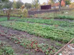 Продается дом Сумская, Сумский, Новоселица фото 4 Продается дом Сумская, Сумский, Новоселица фото 4