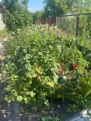 Продается дом с/т Олдиш, Сумы, Сумская, Заречный фото 2 Продается дом с/т Олдиш, Сумы, Сумская, Заречный фото 2