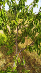 Продается дом Сумская, Сумский, Пушкаревка фото 7 Продается дом Сумская, Сумский, Пушкаревка фото 7