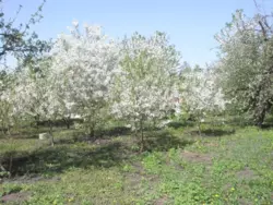 ��������� ��� ������, �������, ������� ���� 6