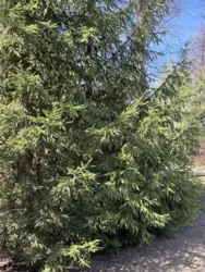 Продается дом Гетьманський парк, Климентово, Ахтырский, Сумская фото 10 Продается дом Гетьманський парк, Климентово, Ахтырский, Сумская фото 10