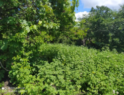 Продается дом Сумская, Сумы, Заречный, Белопольской фото 4 Продается дом Сумская, Сумы, Заречный, Белопольской фото 4