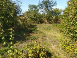 Продается дача Лука фото 3 Продается дача Лука фото 3