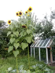 Продается дом Старое село, Сумский, Сумская фото 2 Продается дом Старое село, Сумский, Сумская фото 2