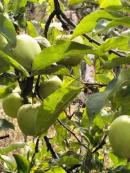 Продается дом Олдиш-86, Сумы, Сумская, Заречный фото 4 Продается дом Олдиш-86, Сумы, Сумская, Заречный фото 4