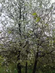 Продается дом Сумская, Сумы, Заречный, р-н Аеропорта с/т Барвінок фото 7 Продается дом Сумская, Сумы, Заречный, р-н Аеропорта с/т Барвінок фото 7