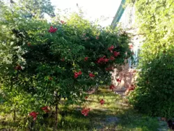 Продается дом Сумская, Сумский, Старое село, ОСК Красносільський фото 1 Продается дом Сумская, Сумский, Старое село, ОСК Красносільський фото 1