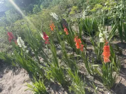 Продается дом Старое село, Сумский, Сумская фото 6 Продается дом Старое село, Сумский, Сумская фото 6