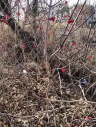 ��������� ��� ������������ ���� �/� ��������, ����, �������, ������������ ���� 4