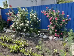 Продается дом Сумская, Сумы, Ковпаковский, Роменська фото 11 Продается дом Сумская, Сумы, Ковпаковский, Роменська фото 11