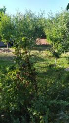 Продается дом Сумская, Сумский, Красное фото 20 Продается дом Сумская, Сумский, Красное фото 20