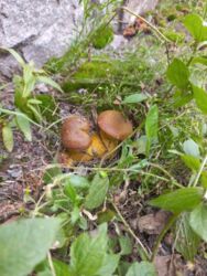 Продается дом Сумская, Сумы, Роменська вул. фото 13 Продается дом Сумская, Сумы, Роменська вул. фото 13