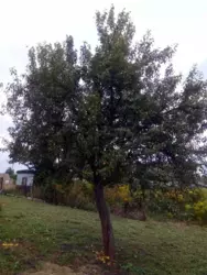 Дача на Олдиші фото 4 Дача на Олдиші фото 4