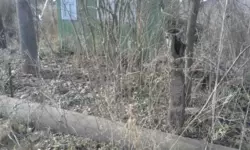 Продается дом Білопільський шлях с/т Фрунзенець, Сумы, Сумская, Ковпаковский фото 6 Продается дом Білопільський шлях с/т Фрунзенець, Сумы, Сумская, Ковпаковский фото 6