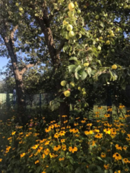 Продается дом Сумская, Сумский фото 4 Продается дом Сумская, Сумский фото 4