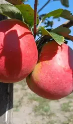 Продается дом с/т Олдиш, Сумы, Сумская, Заречный фото 4 Продается дом с/т Олдиш, Сумы, Сумская, Заречный фото 4