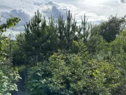 Продается дом Сумская, Сумы, Ковпаковский, Білопільський шлях с/т Фрунзенець фото 9 Продается дом Сумская, Сумы, Ковпаковский, Білопільський шлях с/т Фрунзенець фото 9