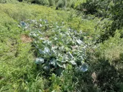 Продается дом с/т Будівельник-2, Сумы, Сумская фото 5 Продается дом с/т Будівельник-2, Сумы, Сумская фото 5