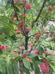 Продается дом Сумская, Сумы, Ковпаковский, за Косівщиною фото 9 Продается дом Сумская, Сумы, Ковпаковский, за Косівщиною фото 9