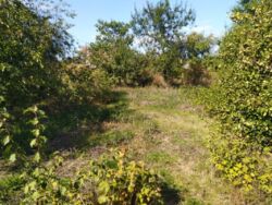 Продается дача Лука фото 2 Продается дача Лука фото 2